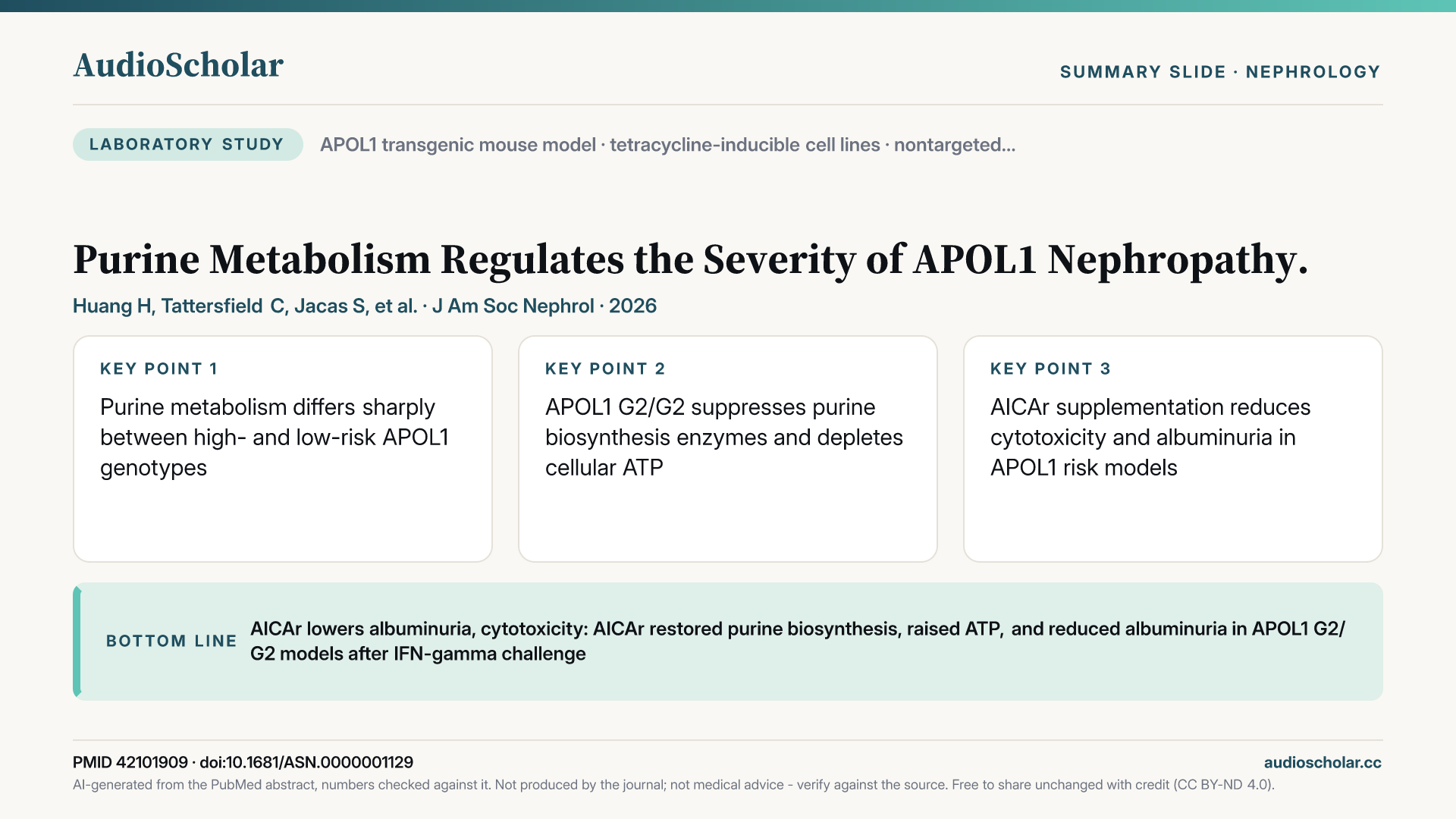 Summary slide: Purine Metabolism Regulates the Severity of APOL1 Nephropathy.